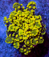 Load image into Gallery viewer, FK Honey Gold Frogspawn Euphyllia