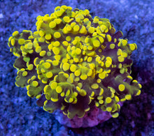 Carregar imagem no visualizador da galeria, FK Honey Gold Frogspawn Euphyllia