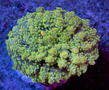 Load image into Gallery viewer, FK Gold Tip Green Frogspawn Euphyllia (Rare Pattern)