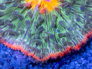 FK Vulcano Ring Fungia (Aussie Coral) FK357