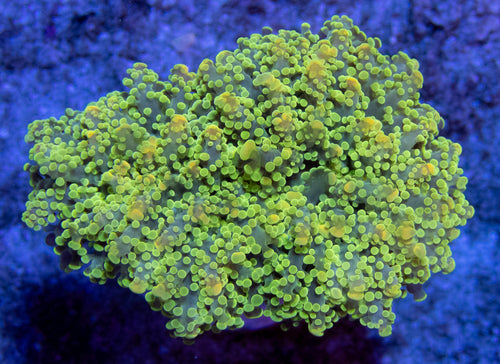 FK Gold Tip Green Frogspawn Euphyllia (Rare Pattern)