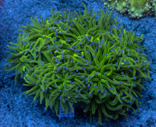 Load image into Gallery viewer, Euphyllia glabrescens “Blue Tip Green” – Cut-to-Order Frags
