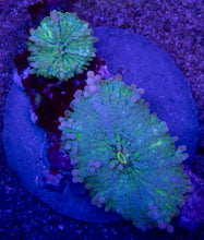 Carregar imagem no visualizador da galeria, Ricordea yuma “Super Bubble XXL Blue &amp; Green” – 2 Polyps – WYSIWYG - freakincorals.com