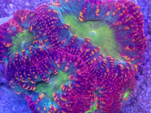 Carregar imagem no visualizador da galeria, Blastomussa wellsi “Inferno Rainbow” – WYSIWYG - freakincorals.com