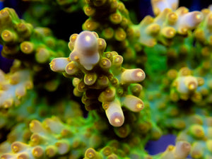 FK Green Digger Acropora (Signature Corals)