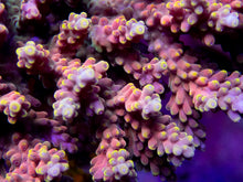 Load image into Gallery viewer, FK Latistella Indo Acropora (Cut to Order)