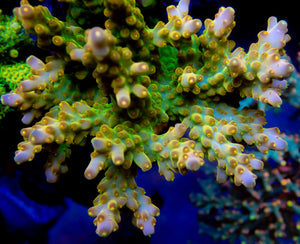 FK Green Digger Acropora (Signature Corals)
