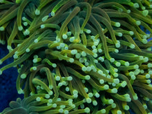 Carregar imagem no visualizador da galeria, Euphyllia glabrescens “Dragon Soul Bright Yellow”