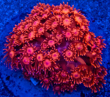 Carregar imagem no visualizador da galeria, Bright Red Goniopora – Purple Eyes – WYSIWYG - freakincorals.com