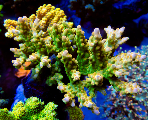 FK Green Digger Acropora (Signature Corals)