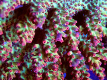 Load image into Gallery viewer, FK Red Tip Shortcake Aussie Acropora