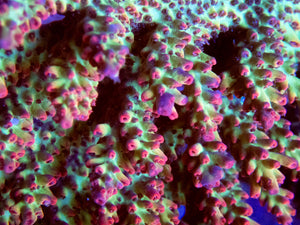 FK Red Tip Shortcake Aussie Acropora