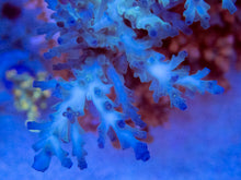 Carregar imagem no visualizador da galeria, FK Ice Fire Echinata Aussie Acropora (Cut to Order)