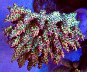 FK Red Tip Shortcake Aussie Acropora