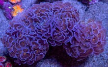 Load image into Gallery viewer, Euphyllia ancora “Sunset Hammer” – WYSIWYG - freakincorals.com