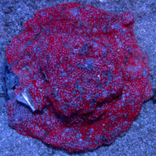 Load image into Gallery viewer, Montipora danae “Superman” – Cut to Order Frags - freakincorals.com