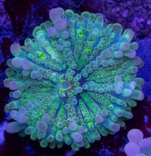 Carregar imagem no visualizador da galeria, Ricordea yuma “Super Bubble XXL Blue &amp; Green” – 2 Polyps – WYSIWYG - freakincorals.com