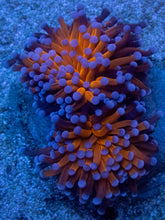 Load image into Gallery viewer, Euphyllia cristata “Tiger Torch” – Premium Coral WYSIWYG