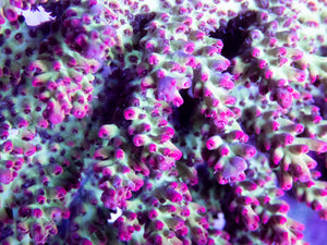 FK Red Tip Shortcake Aussie Acropora