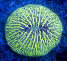 Carregar imagem no visualizador da galeria, FK Electric Yellow Cycloseris (Aussie Coral) FK389