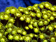 Load image into Gallery viewer, FK Metallic Yellow Goniopora Colony