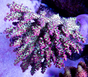 FK Red Tip Shortcake Aussie Acropora