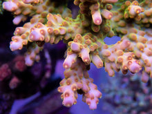 Load image into Gallery viewer, FK Green Digger Acropora (Signature Corals)