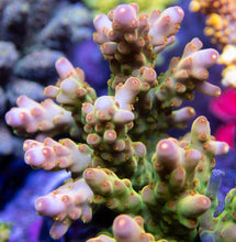Load image into Gallery viewer, FK Green Digger Acropora (Signature Corals)