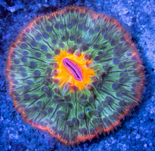 Load image into Gallery viewer, FK Vulcano Ring Fungia (Aussie Coral) FK357