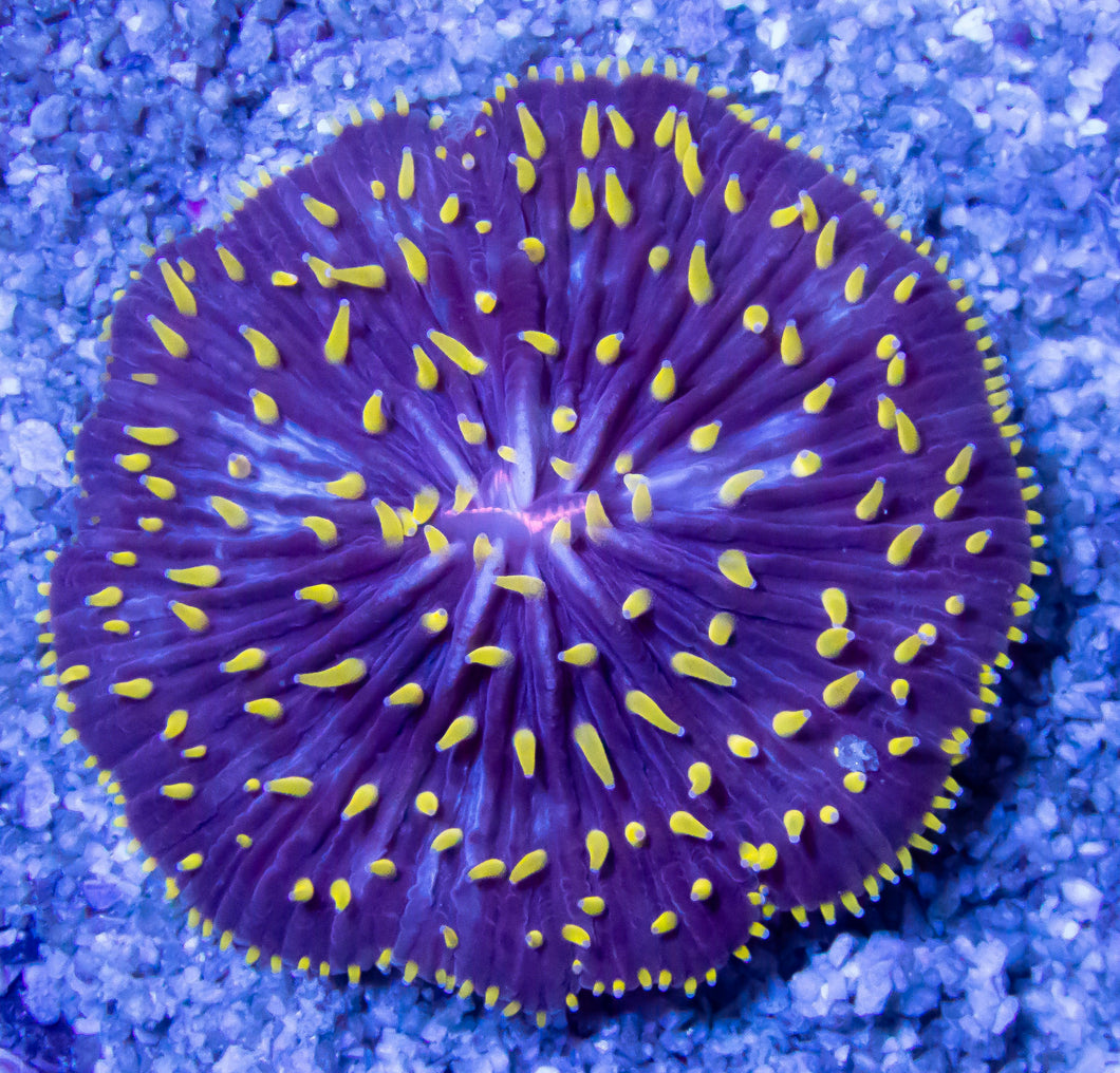 FK Yellow Polyp Fungia (Aussie Coral) FK431