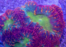 Carregar imagem no visualizador da galeria, Blastomussa wellsi “Inferno Rainbow” – WYSIWYG - freakincorals.com