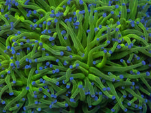 Load image into Gallery viewer, Euphyllia glabrescens “Blue Tip Green” – Cut-to-Order Frags