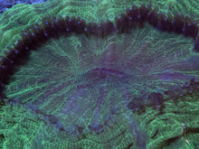 Carregar imagem no visualizador da galeria, Acanthophyllia deshayesiana “Emerald Giant” – WYSIWYG - freakincorals.com