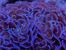 Load image into Gallery viewer, Euphyllia ancora “Sunset Hammer” – WYSIWYG - freakincorals.com