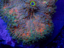 Load image into Gallery viewer, icordea yuma “Super Bubble XXL Green &amp; Orange” – WYSIWYG - freakincorals.com
