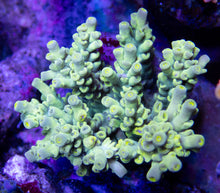 Load image into Gallery viewer, FK Neon Cup Tenuis Acropora