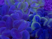 Load image into Gallery viewer, Plerogyra sinuosa “Green Blotchy” – Premium Bubble Coral WYSIWYG