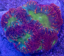 Carregar imagem no visualizador da galeria, Blastomussa wellsi “Inferno Rainbow” – WYSIWYG - freakincorals.com