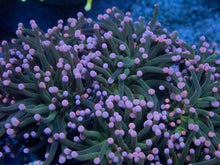 Load image into Gallery viewer, Euphyllia glabrescens “Pink Tip Torch” – Cut-to-Order Frags