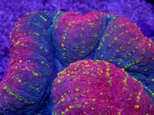 Load image into Gallery viewer, Lobophyllia sp. “Royal Treasure” – WYSIWYG Gold, Red &amp; Purple Brain Coral - freakincorals.com