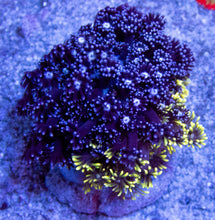 Load image into Gallery viewer, FK Blue &amp; Yellow Fusion Goniopora (Natural Fusion) FK486