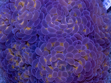 Load image into Gallery viewer, Euphyllia paraancora “Golden Orange Reverse” – Cut-to-Order Frags - freakincorals.com