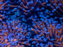 Load image into Gallery viewer, Euphyllia glabrescens “Dragon Soul” – Cut-to-Order Frags