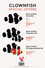Load image into Gallery viewer, Amphiprion ocellaris - Black &amp; White - freakincorals.com