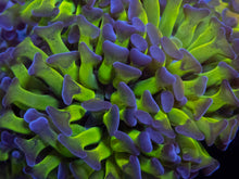 Load image into Gallery viewer, Euphyllia paraancora “Reverse” – Cut-to-Order Frags - freakincorals.com