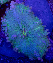 Carregar imagem no visualizador da galeria, Ricordea yuma “Super Bubble XXL Blue &amp; Green” – 2 Polyps – WYSIWYG - freakincorals.com