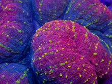 Load image into Gallery viewer, Lobophyllia sp. “Royal Treasure” – WYSIWYG Gold, Red &amp; Purple Brain Coral - freakincorals.com