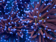 Load image into Gallery viewer, Euphyllia glabrescens “Hell Fire Neon Green Mouth” – Cut-to-Order Frags