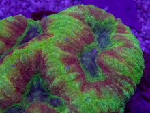Load image into Gallery viewer, Lobophyllia sp. “Tropical Inferno” – WYSIWYG - freakincorals.com