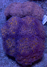 Load image into Gallery viewer, Euphyllia paraancora “Golden Orange Reverse” – Cut-to-Order Frags - freakincorals.com
